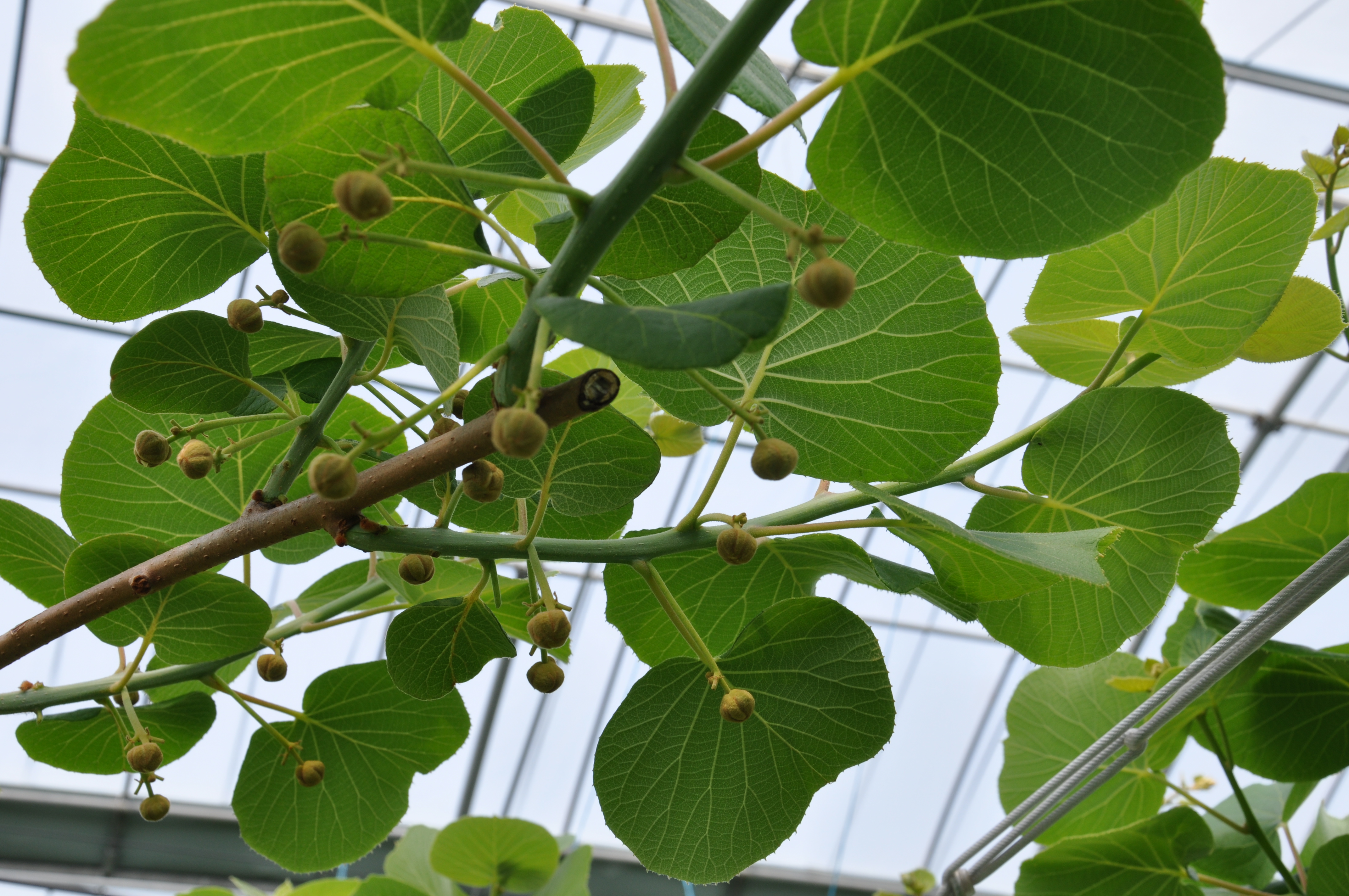 키위 꽃가루 인공수정